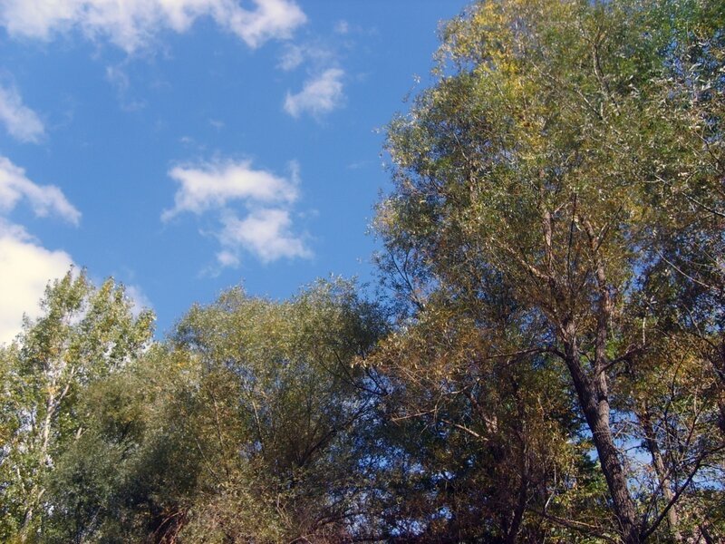 Trees Against Blue Sky — Serene, Autumn, Photograph, Clouds