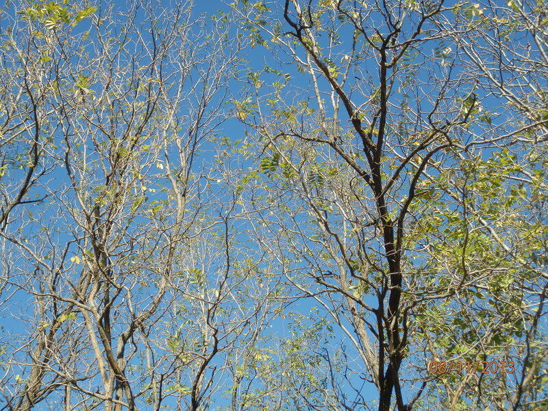 Trees Against Blue Sky — Serene, Autumn