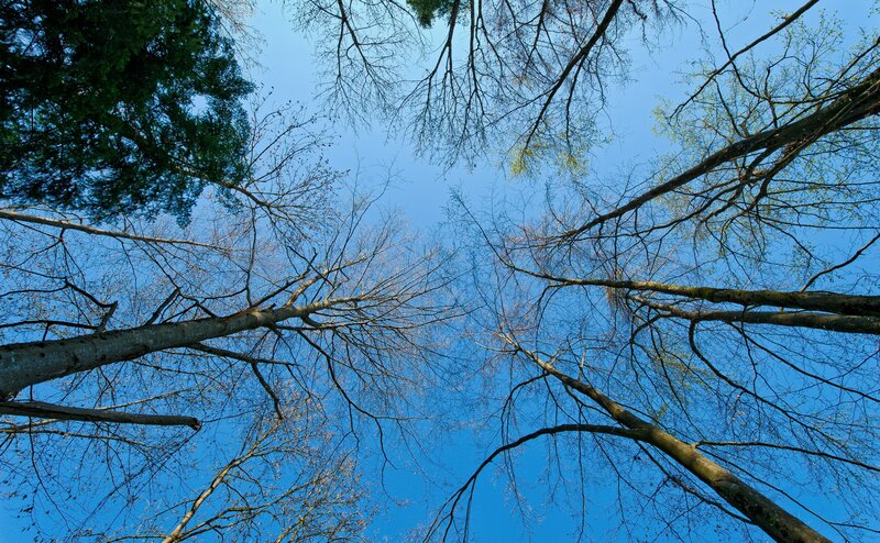 Trees Against Blue Sky — Serene, Spring, Photograph