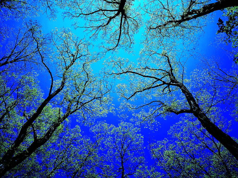 Trees Against Blue Sky — Serene, Spring