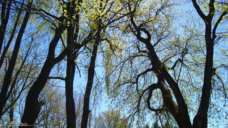 Trees against blue sky