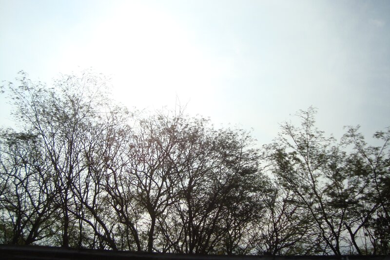 trees against bright sky