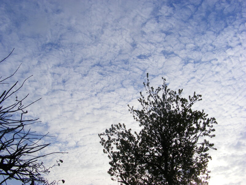 Trees Against Cloudy Sky — Blue, Serene