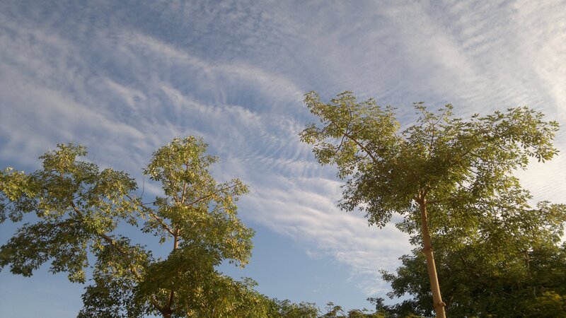 Trees Against Cloudy Sky — Blue