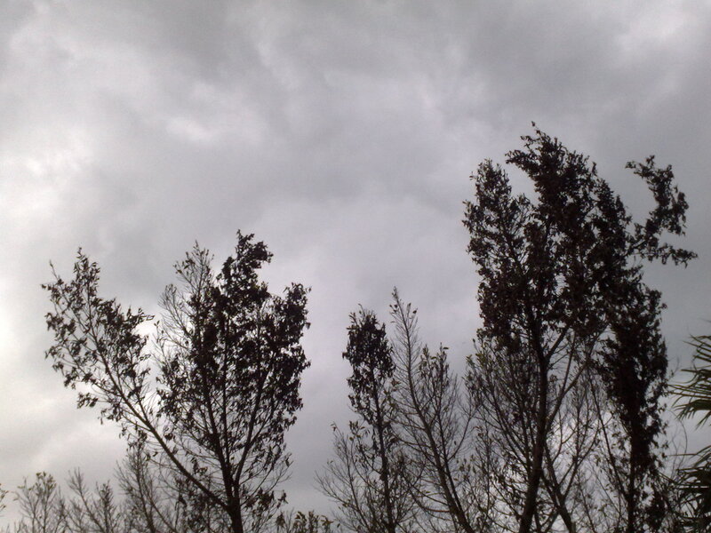 Trees Against Cloudy Sky — Gray