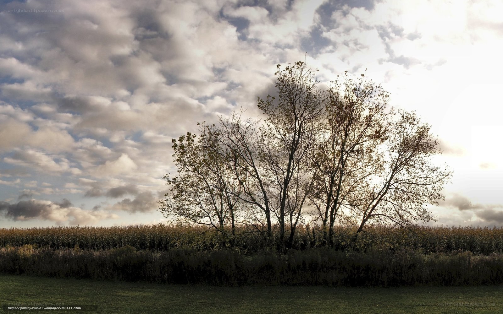 Trees against cloudy sky