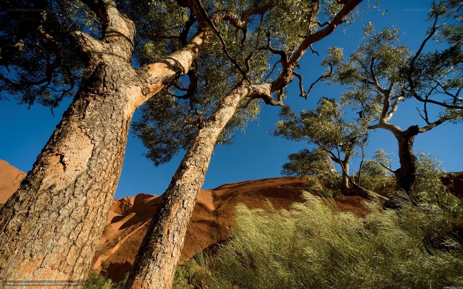 Trees against red rock formations