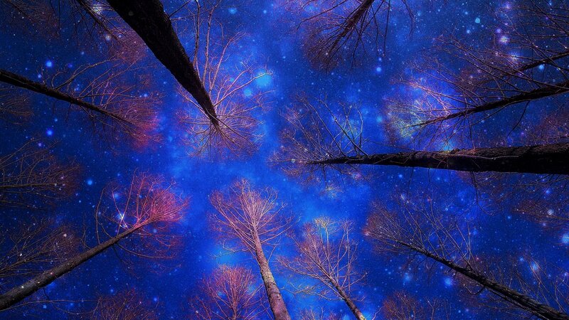 Trees Against Starry Sky