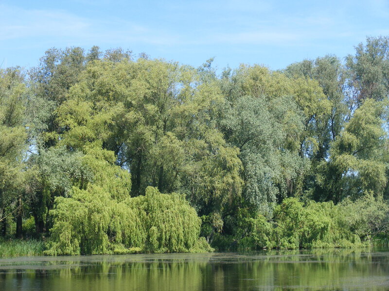 Trees along a calm river