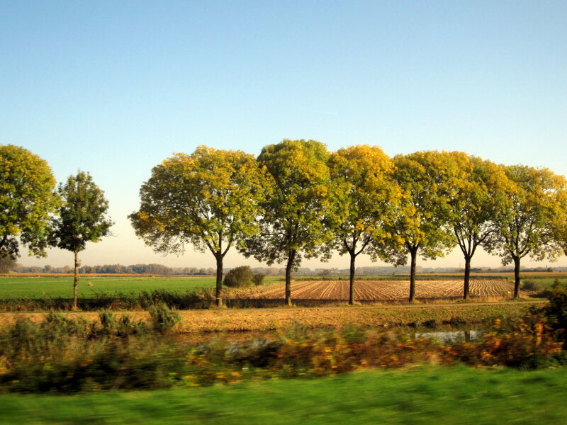 Trees Along a Canal — Green