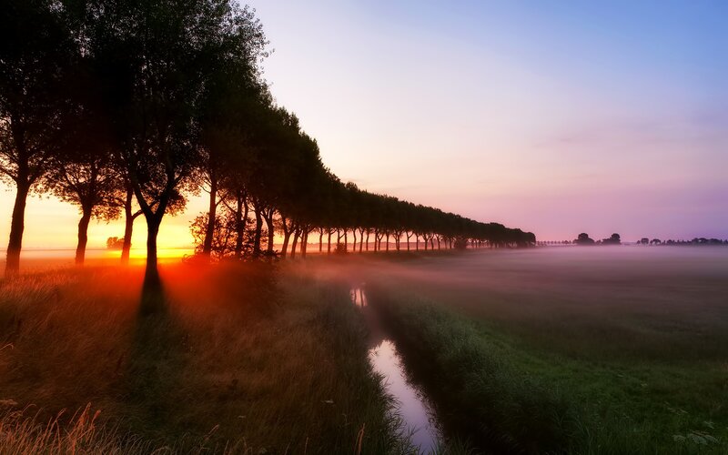 Trees Along a Canal — Orange