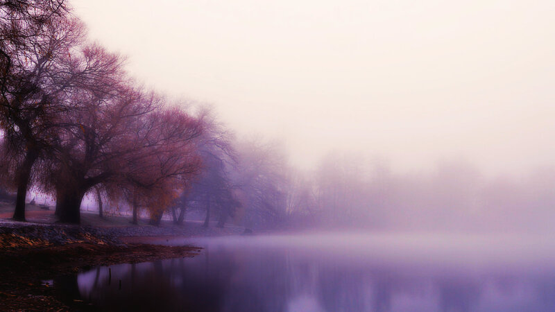 Trees Along a Foggy Lake