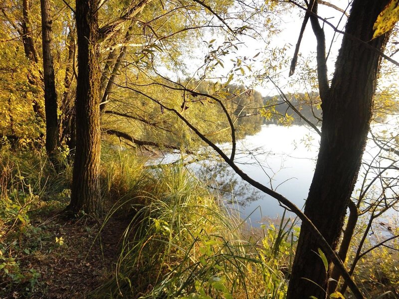 Trees Along a Lake — Green