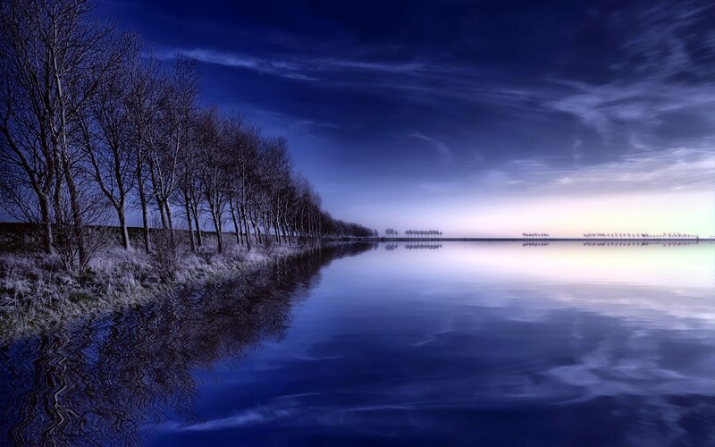 Trees Along a Lake