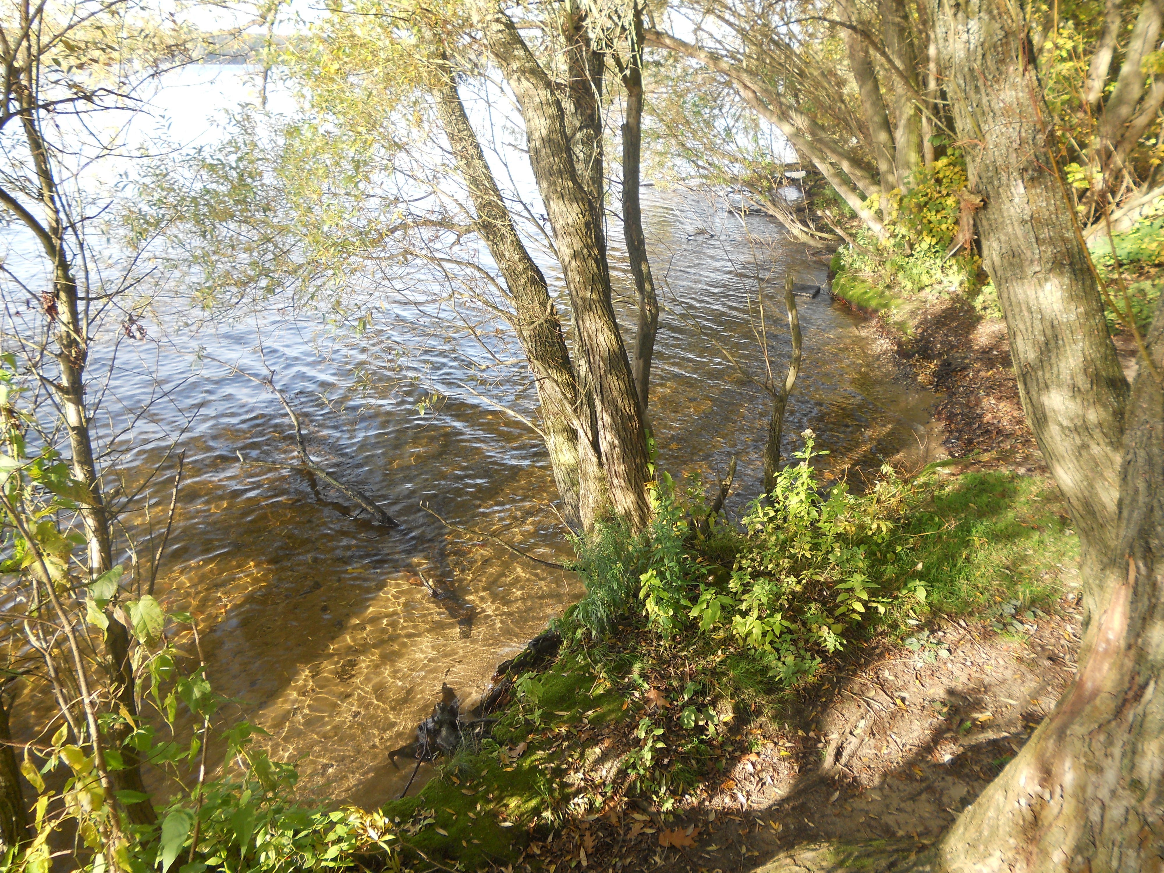 Trees along a lakeshore