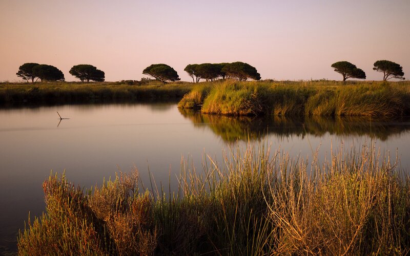 Trees Along a Marsh