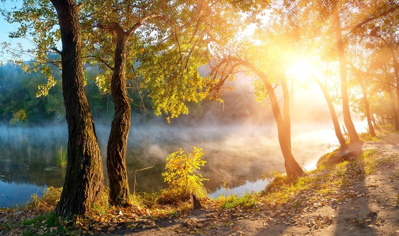 Trees Along a Misty River
