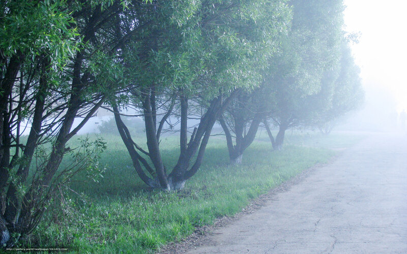 Trees Along a Path — Green, Misty