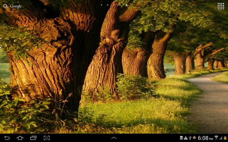 Trees Along a Path — Green