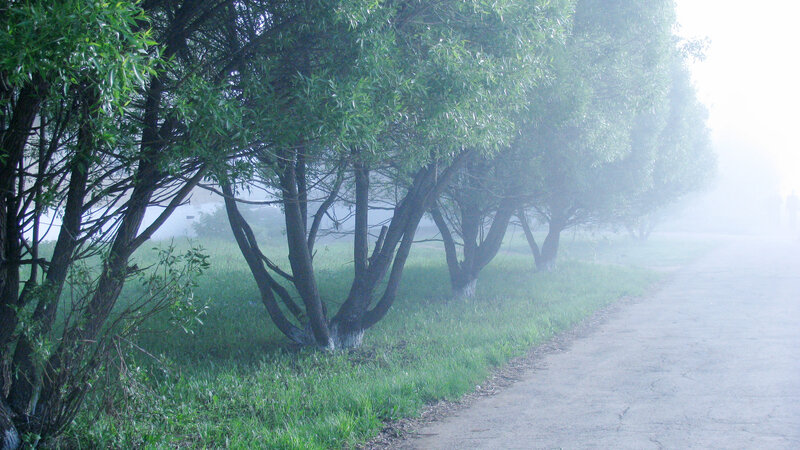 Trees Along a Path
