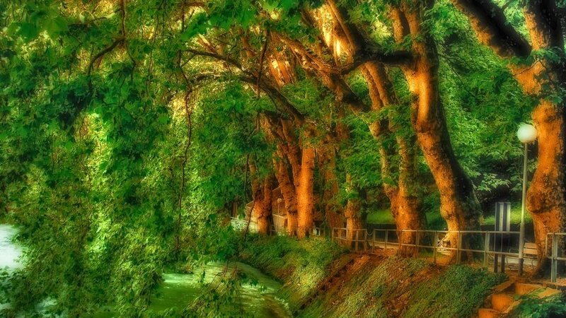 Trees Along a River — Green, Serene
