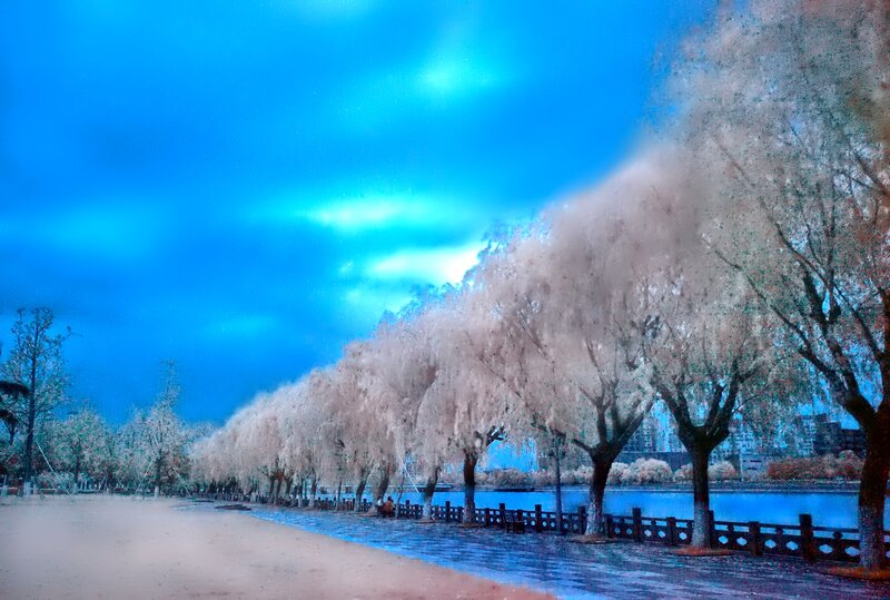 Trees Along a Riverbank — Blue