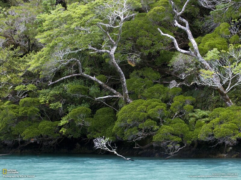 Trees Along a Riverbank — Green, Serene