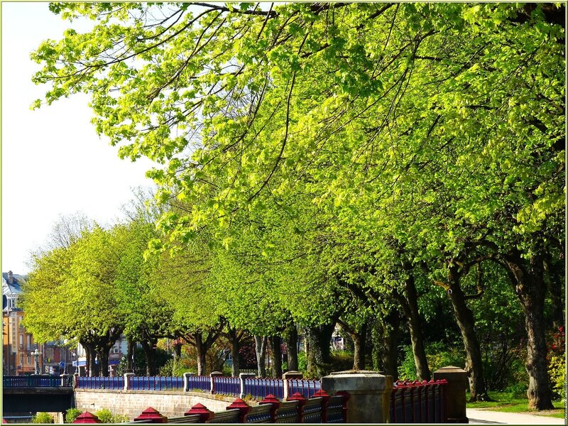 Trees along a riverbank