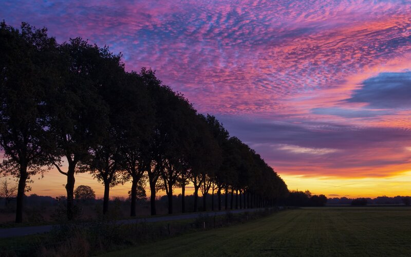 Trees Along a Road — Purple, Dramatic