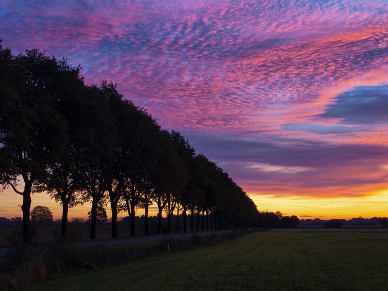 Trees Along a Road