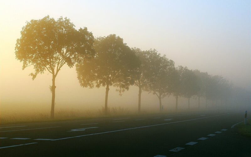 Trees Along a Road — Yellow, Serene