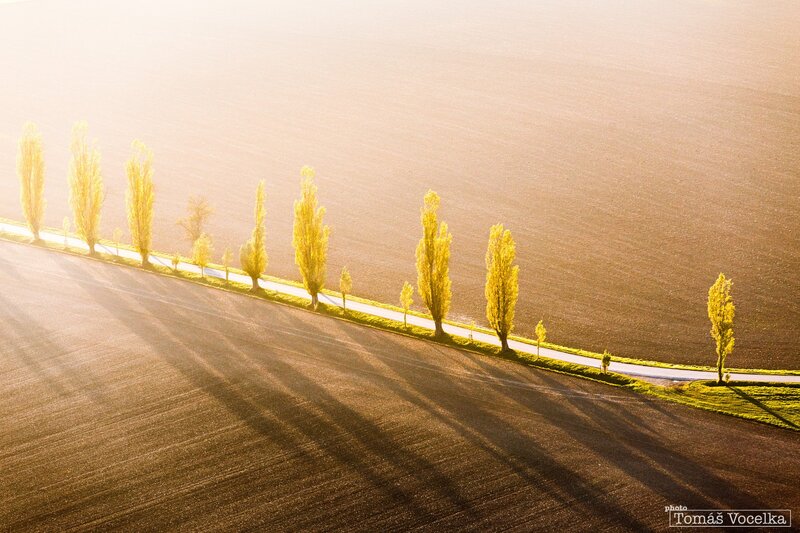 Trees Along a Road — Yellow
