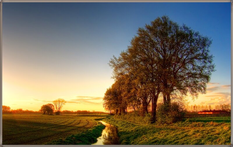 Trees Along a Stream