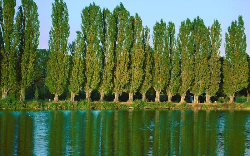 Trees Along Lake Shore — Green, Serene, Afternoon, Photograph, Sky