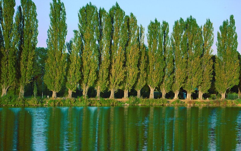 Trees Along Lake Shore — Green, Serene, Afternoon