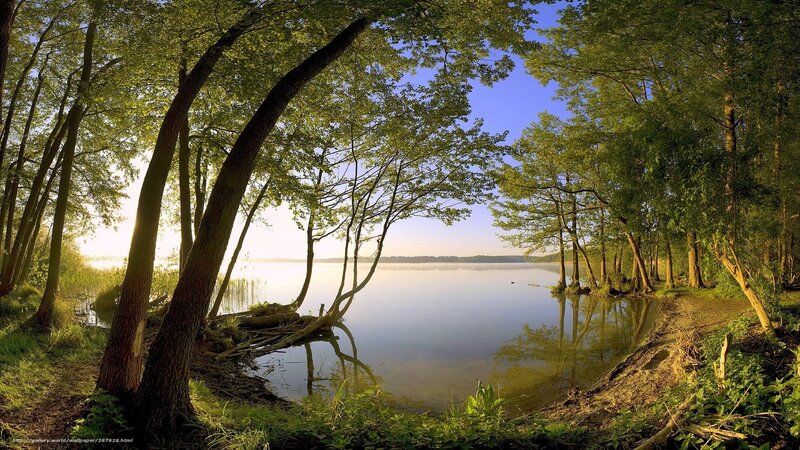 Trees Along Lake Shore — Green, Serene, Morning, Photograph