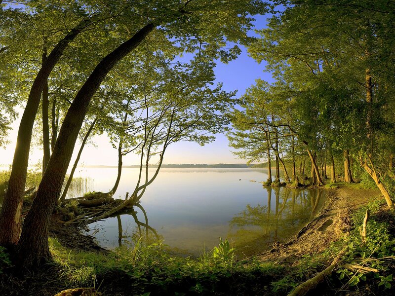 Trees Along Lake Shore — Green, Serene, Morning