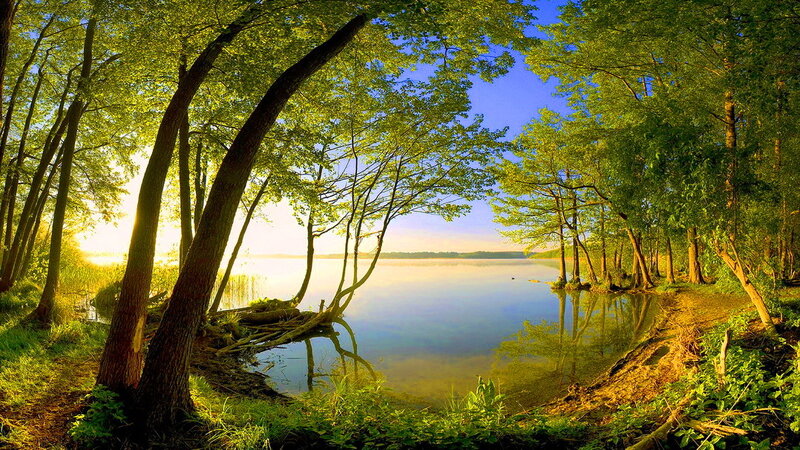 Trees Along Lake Shore — Green