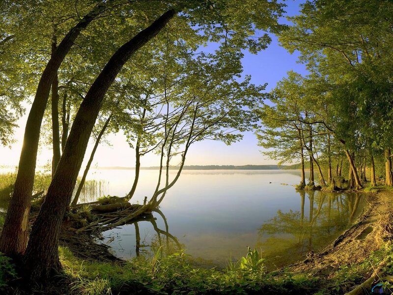 Trees Along Lake Shore