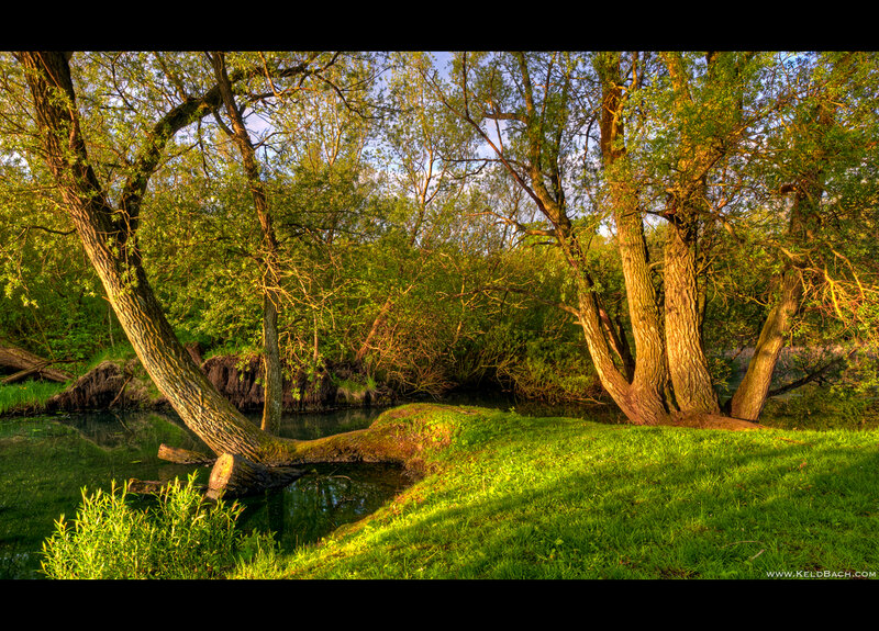 Trees Along Riverbank — Green, Serene, Afternoon