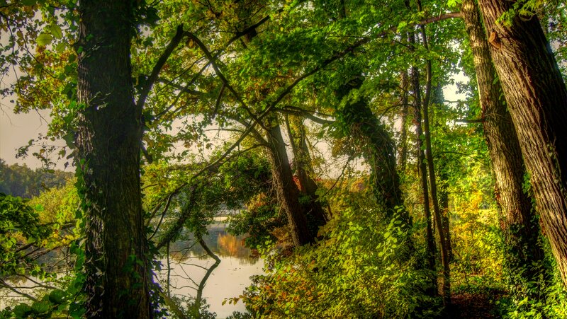 Trees Along Riverbank — Green, Serene, Autumn