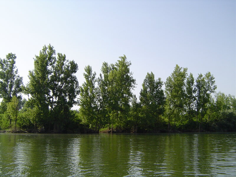 Trees Along Riverbank — Green, Serene