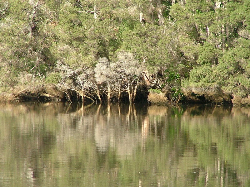 Trees Along Riverbank — Green
