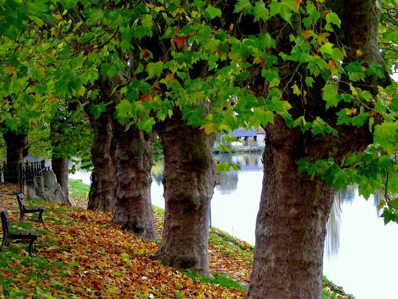 Trees Along Riverbank