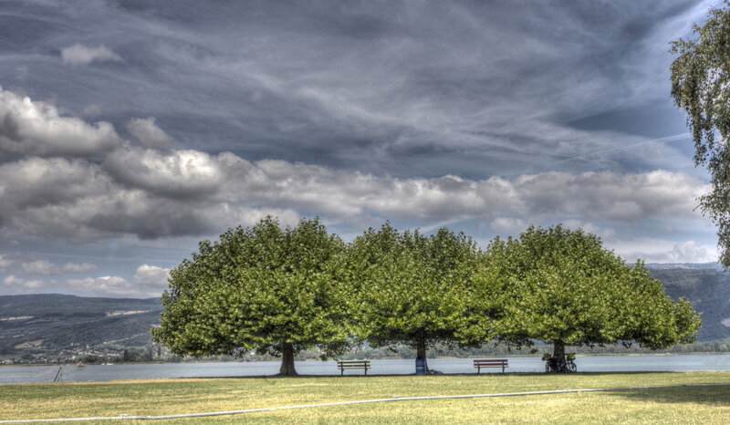 Trees and benches by a lake