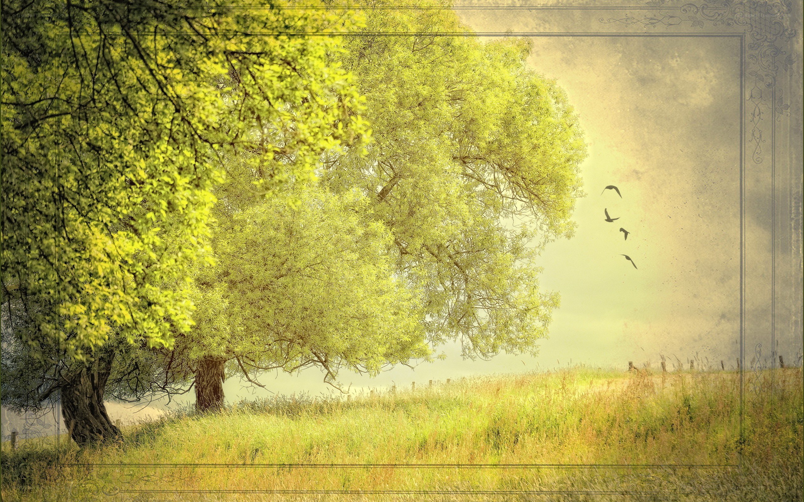 Trees and birds in a field
