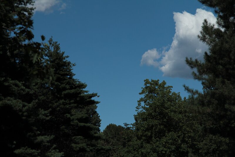 Trees and Blue Sky