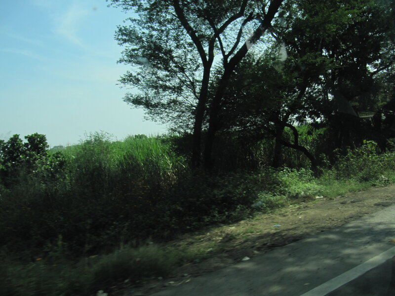 Trees and Bushes Along Road