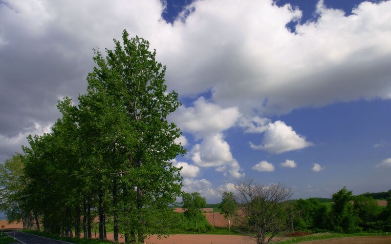 Trees and clouds over a rural landscape