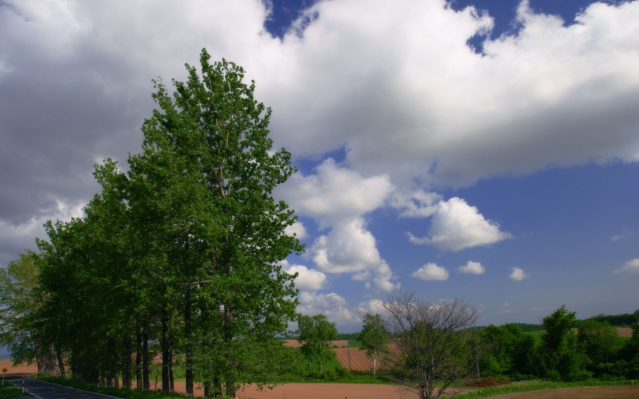 Trees and clouds over a rural landscape